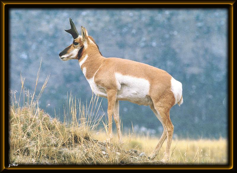 Pronghorn Antelope (Antilocapra americana) {!--가지뿔영양-->; DISPLAY FULL IMAGE.