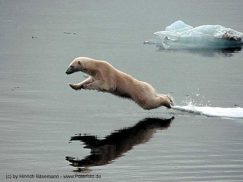 Polar Bear jumping (Ursus maritimus) {!--북극곰-->; DISPLAY FULL IMAGE.