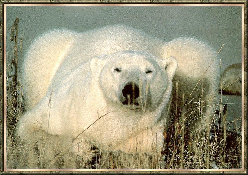 Polar Bear (Ursus maritimus) {!--북극곰-->; DISPLAY FULL IMAGE.