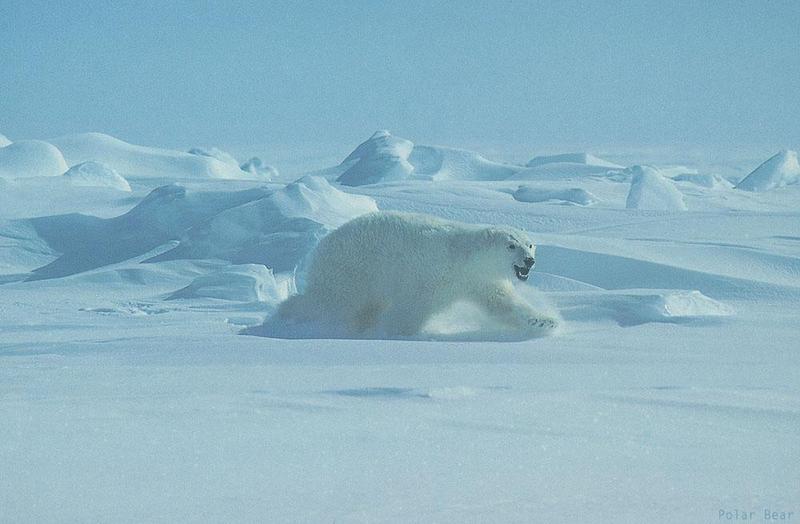 Polar Bear (Ursus maritimus) {!--북극곰-->; DISPLAY FULL IMAGE.