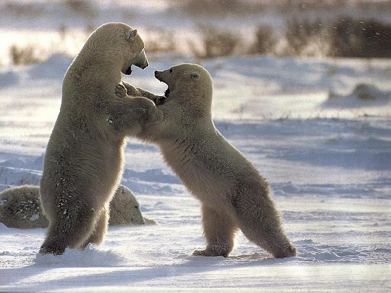 Polar Bears (Ursus maritimus) {!--북극곰-->; DISPLAY FULL IMAGE.