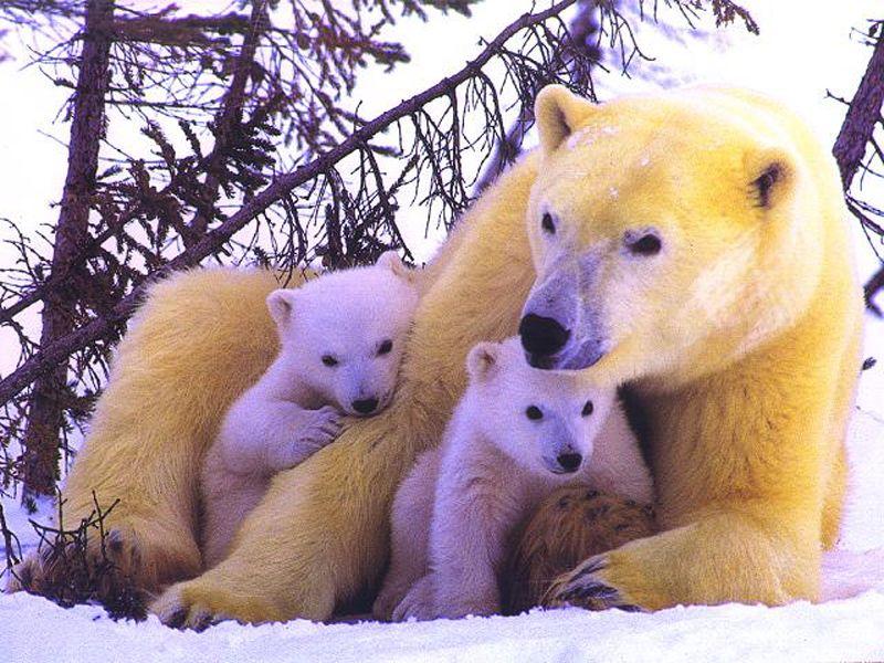 Polar Bears (Ursus maritimus) {!--북극곰-->; DISPLAY FULL IMAGE.