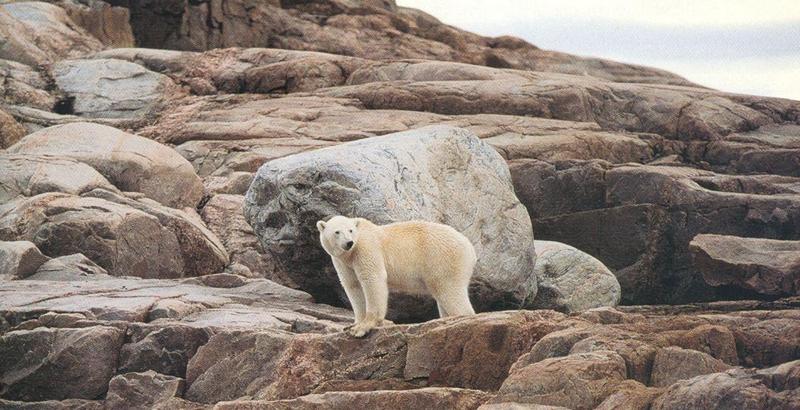 Polar Bear (Ursus maritimus) {!--북극곰-->; DISPLAY FULL IMAGE.