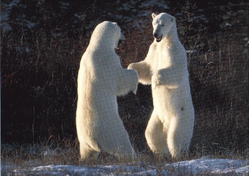 Polar Bears (Ursus maritimus) {!--북극곰-->; DISPLAY FULL IMAGE.