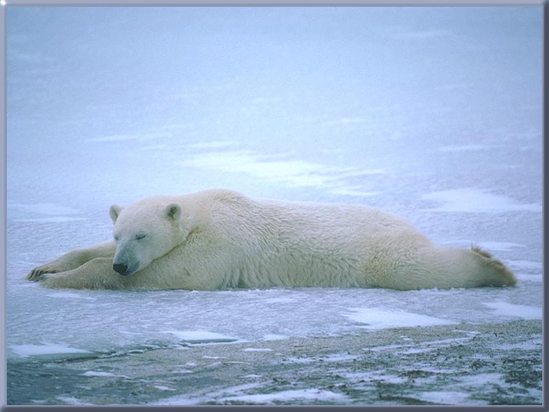Polar Bear (Ursus maritimus) {!--북극곰-->; DISPLAY FULL IMAGE.
