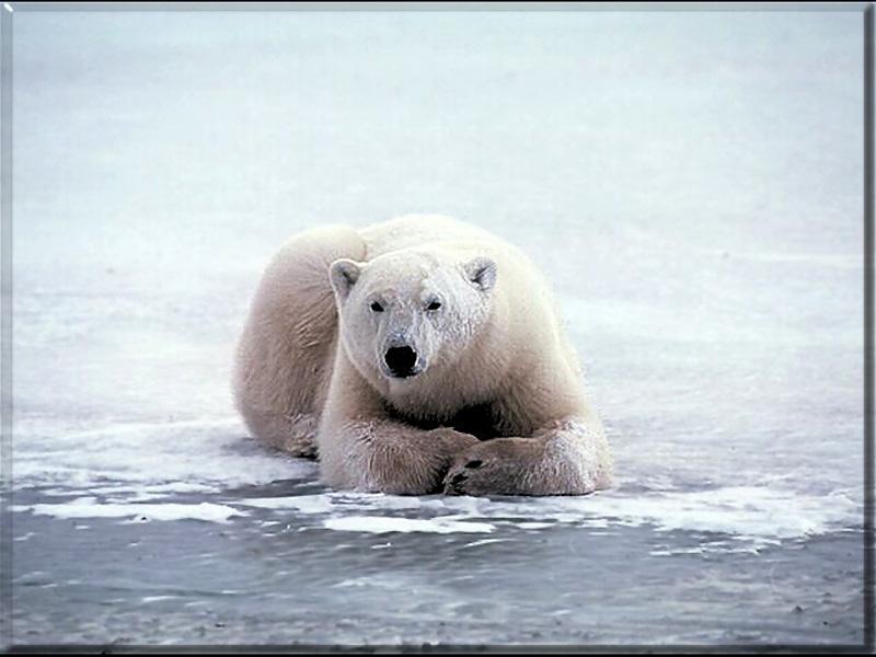 Polar Bear (Ursus maritimus) {!--북극곰-->; DISPLAY FULL IMAGE.