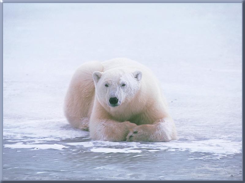 Polar Bear (Ursus maritimus) {!--북극곰-->; DISPLAY FULL IMAGE.