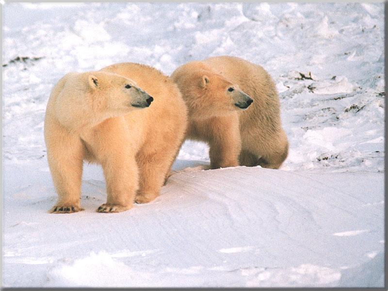 Polar Bears (Ursus maritimus) {!--북극곰-->; DISPLAY FULL IMAGE.