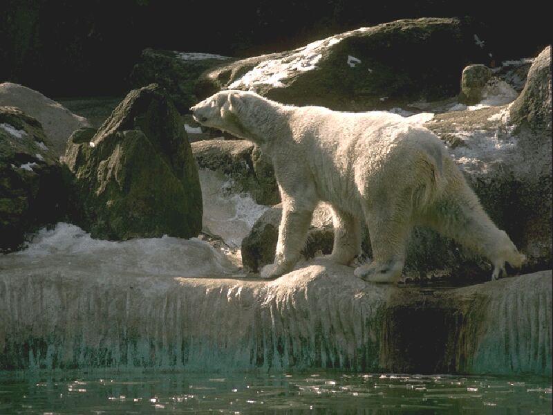 Polar Bear (Ursus maritimus) {!--북극곰-->; DISPLAY FULL IMAGE.