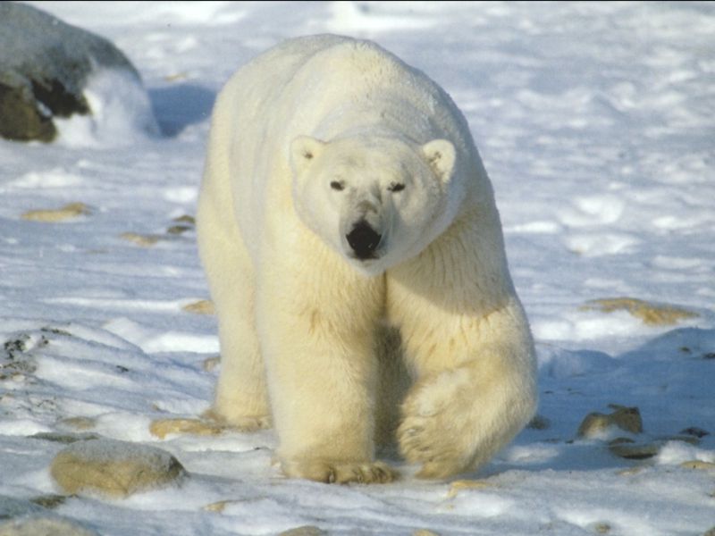 Polar Bear (Ursus maritimus) {!--북극곰-->; DISPLAY FULL IMAGE.