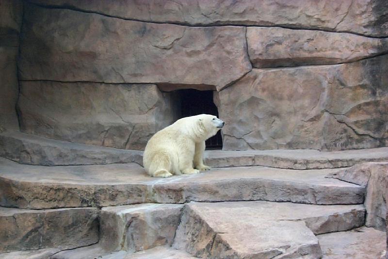 Polar Bear (Ursus maritimus) {!--북극곰-->; DISPLAY FULL IMAGE.