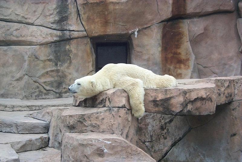 Polar Bear (Ursus maritimus) {!--북극곰-->; DISPLAY FULL IMAGE.