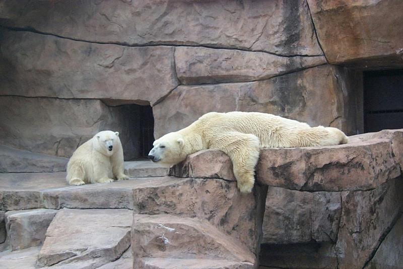 Polar Bears (Ursus maritimus) {!--북극곰-->; DISPLAY FULL IMAGE.