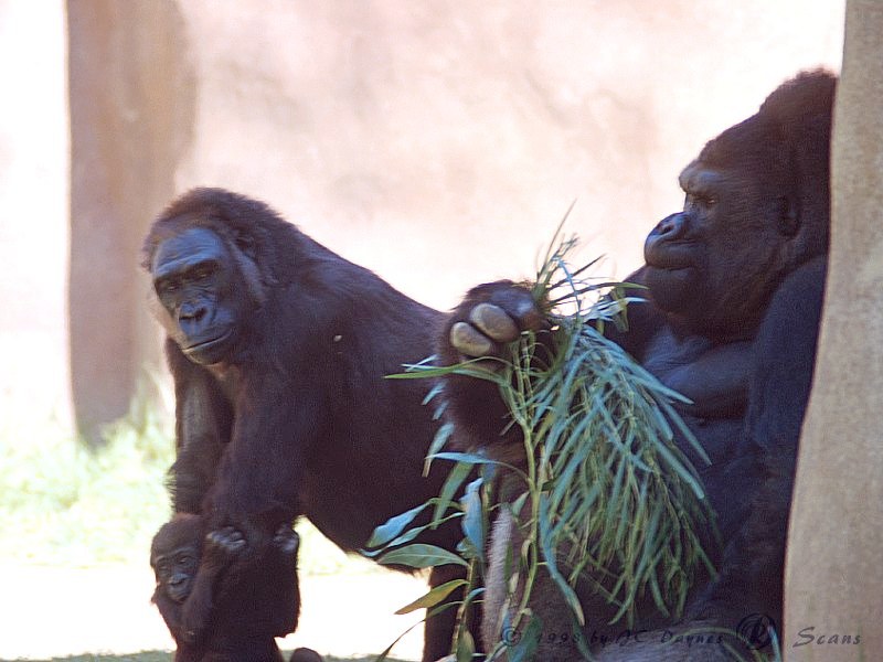 Gorillas (Gorilla gorilla) {!--고릴라-->; DISPLAY FULL IMAGE.