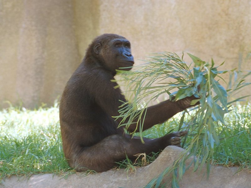 Gorilla (Gorilla gorilla) {!--고릴라-->; DISPLAY FULL IMAGE.