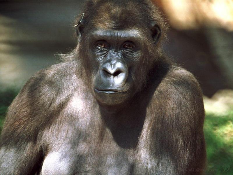 Gorilla (Gorilla gorilla) {!--고릴라-->; DISPLAY FULL IMAGE.