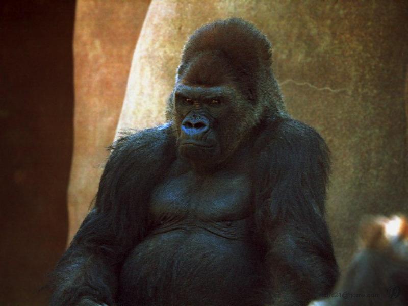 Silverback Gorilla (Gorilla gorilla) {!--고릴라-->; DISPLAY FULL IMAGE.