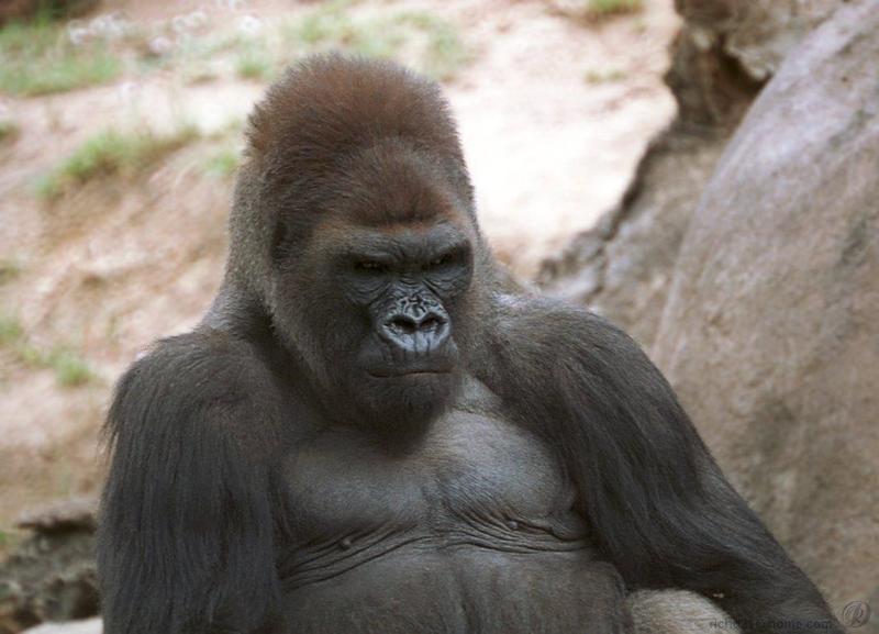 Silverback Gorilla (Gorilla gorilla) {!--고릴라-->; DISPLAY FULL IMAGE.