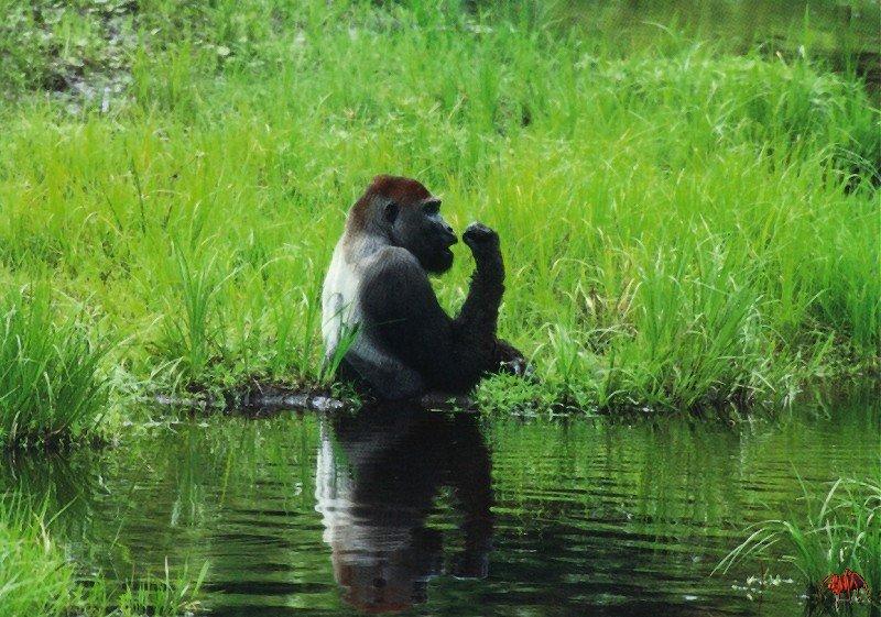 Western Lowland Gorilla (Gorilla gorilla gorilla) {!--저지고릴라--> - Silverback in swamp; DISPLAY FULL IMAGE.