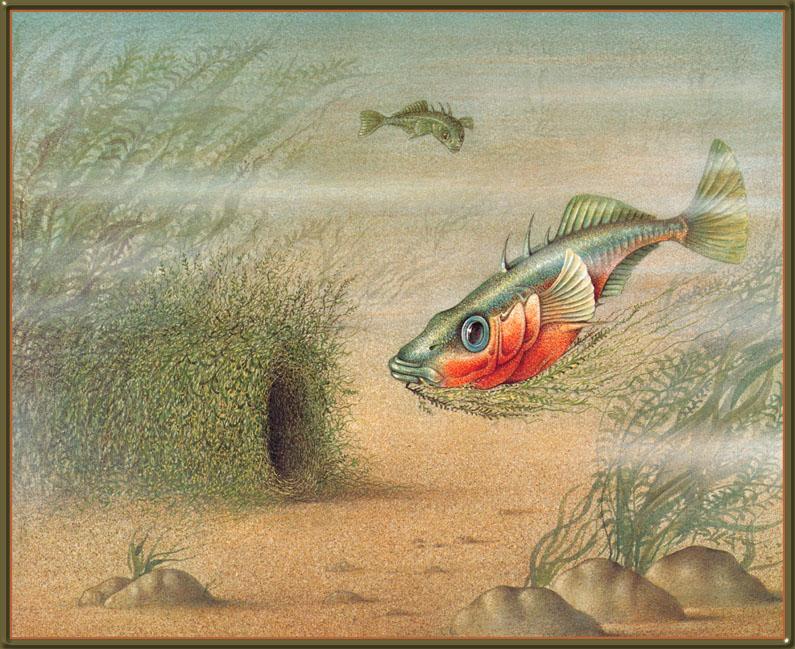 [Animal Art] Three-spined Stickleback (Gasterosteus aculeatus) {!--큰가시고기-->; DISPLAY FULL IMAGE.