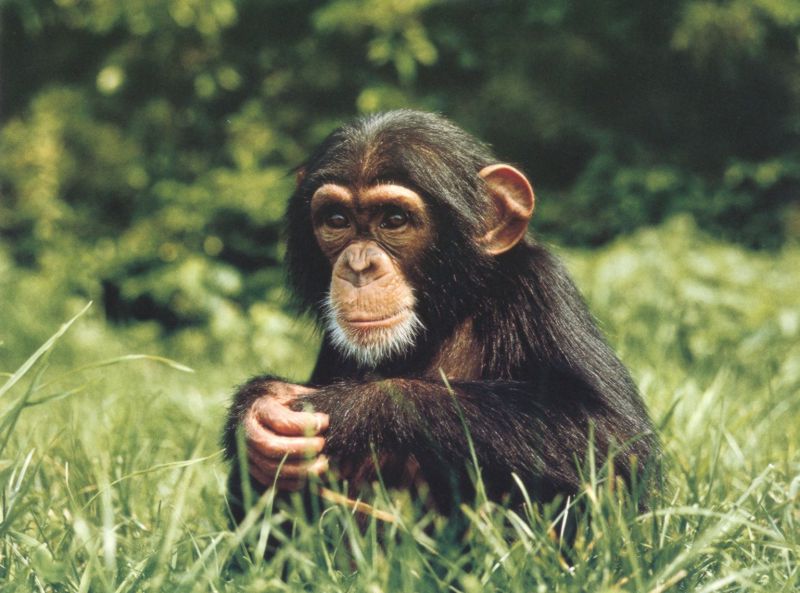 Chimpanzee (Pan troglodytes) {!--침팬지-->; DISPLAY FULL IMAGE.