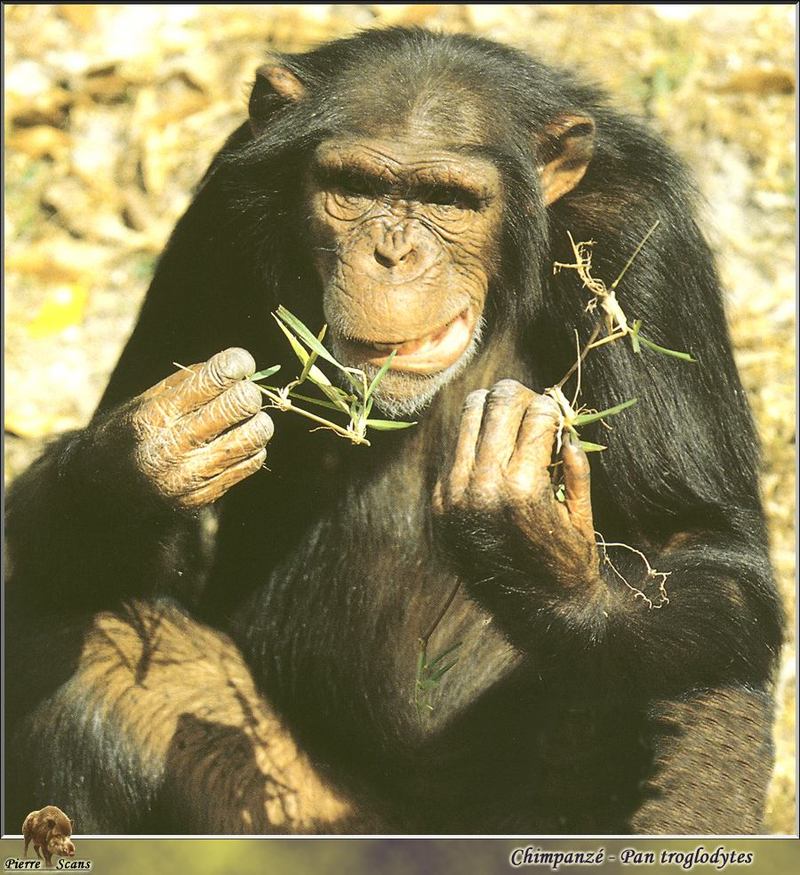 Chimpanzee (Pan troglodytes) {!--침팬지-->; DISPLAY FULL IMAGE.