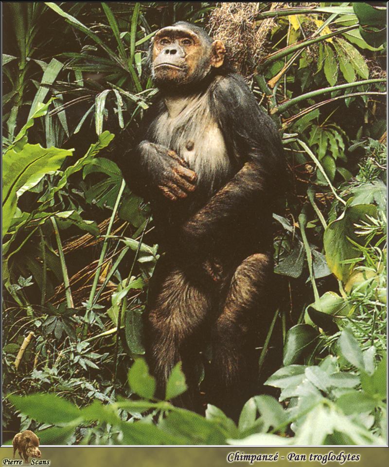 Chimpanzee (Pan troglodytes) {!--침팬지-->; DISPLAY FULL IMAGE.