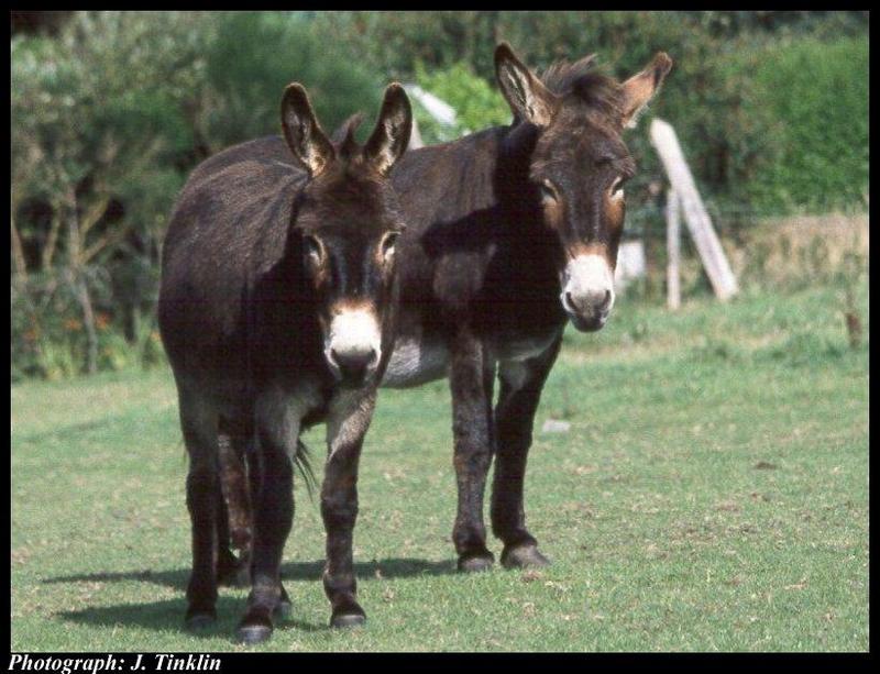 Donkeys (Equus asinus) {!--당나귀-->; DISPLAY FULL IMAGE.