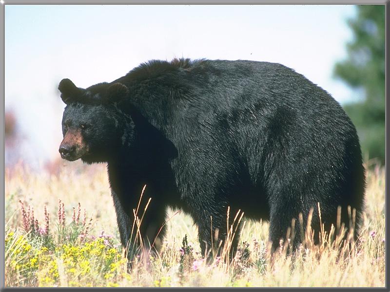 American Black Bear (Ursus americanus) {!--아메리카흑곰-->; DISPLAY FULL IMAGE.