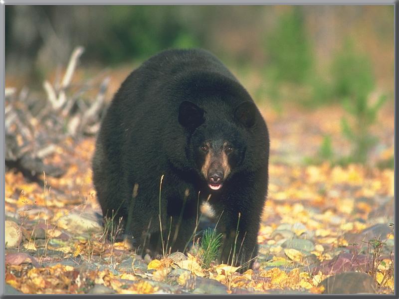 American Black Bear (Ursus americanus) {!--아메리카흑곰-->; DISPLAY FULL IMAGE.