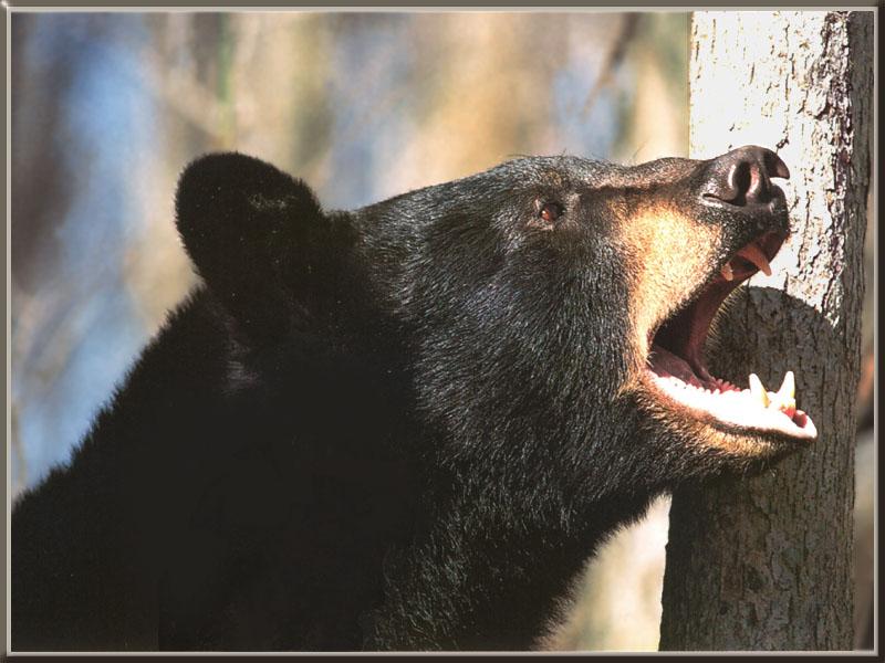 American Black Bear (Ursus americanus) {!--아메리카흑곰-->; DISPLAY FULL IMAGE.