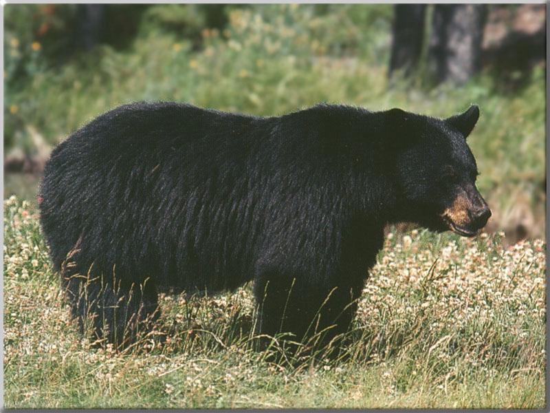 American Black Bear (Ursus americanus) {!--아메리카흑곰-->; DISPLAY FULL IMAGE.