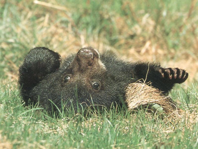 American Black Bear cub (Ursus americanus) {!--아메리카흑곰-->; DISPLAY FULL IMAGE.