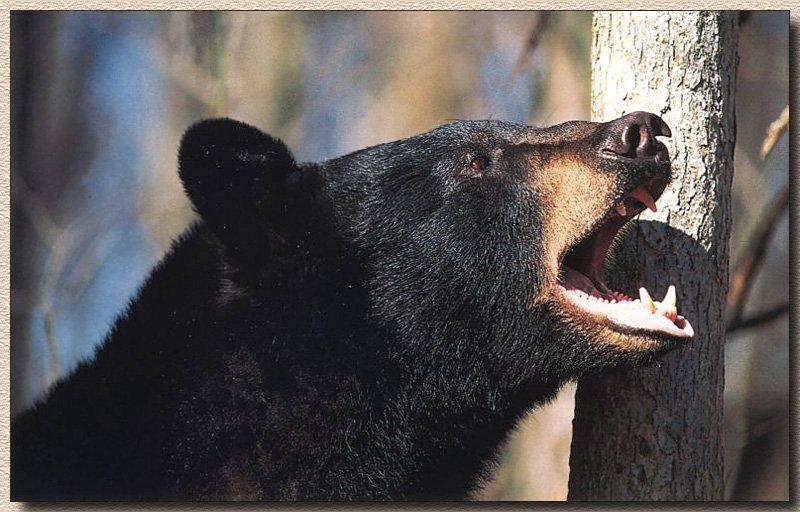 American Black Bear (Ursus americanus) {!--아메리카흑곰-->; DISPLAY FULL IMAGE.