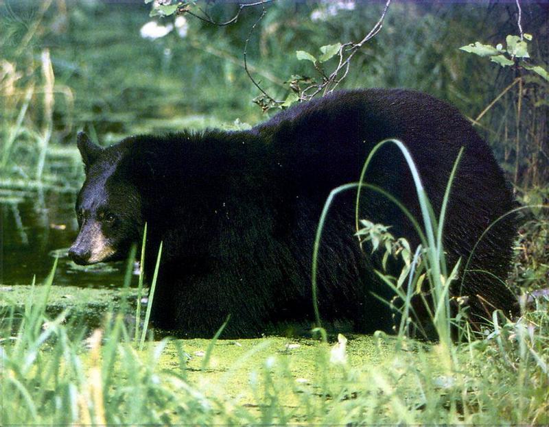 American Black Bear (Ursus americanus) {!--아메리카흑곰-->; DISPLAY FULL IMAGE.