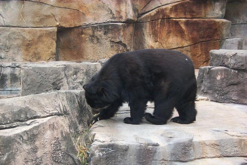 American Black Bear (Ursus americanus) {!--아메리카흑곰-->; DISPLAY FULL IMAGE.