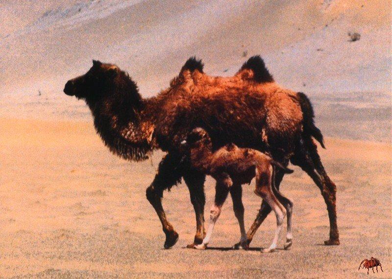 Bactrian Camels (Camelus bactrianus) {!--쌍봉낙타--> - mother and calf; DISPLAY FULL IMAGE.