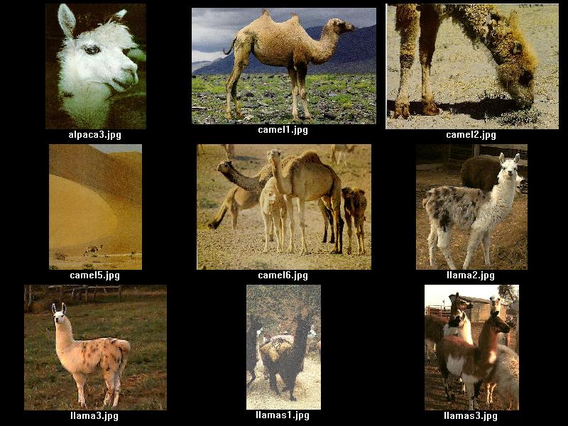 Verious camelidae animals; DISPLAY FULL IMAGE.