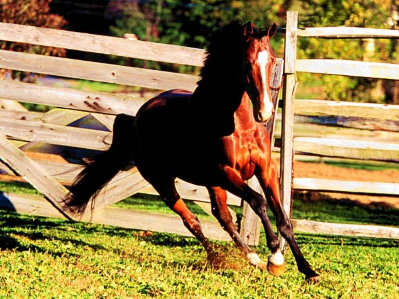 Bay Horse (Equus caballus) {!--말:베이 종-->; DISPLAY FULL IMAGE.