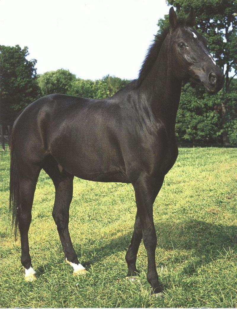 Black Horse (Equus caballus) {!--말::흑마-->; DISPLAY FULL IMAGE.