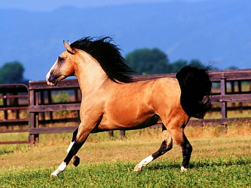 Horse Breed - Buckskin Lusitano (Equus caballus) {!--말:벅스킨루시타노-->; DISPLAY FULL IMAGE.