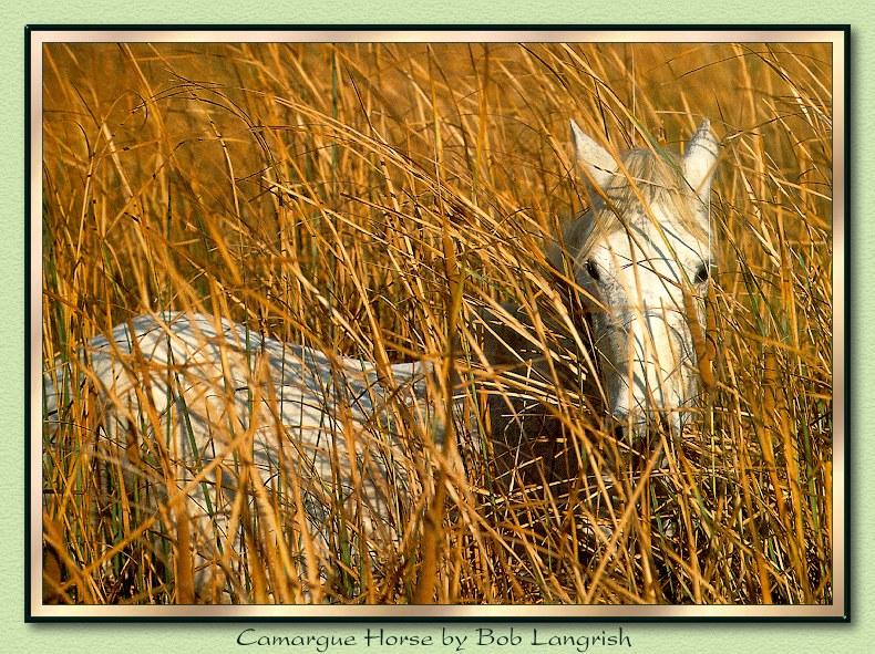 Horse breed - Camargue (Equus caballus) {!--말::까마르그 품종-->; DISPLAY FULL IMAGE.
