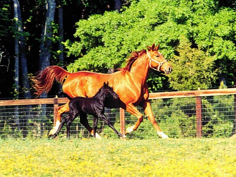 Chestnut Mare and Black Foal at Canter (Equus caballus) {!--말, 망아지-->; DISPLAY FULL IMAGE.
