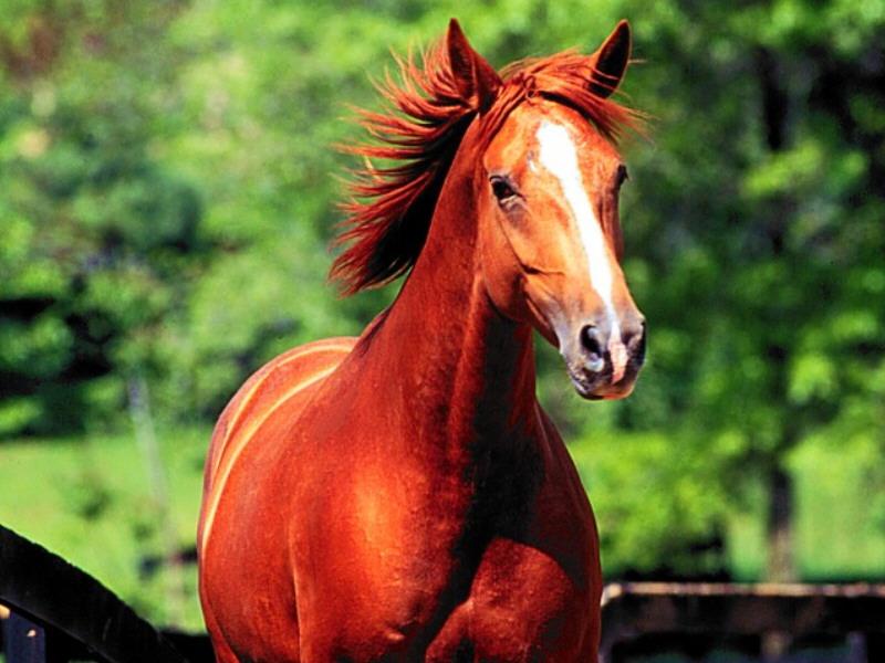 Chestnut Horse (Equus caballus) {!--말-->; DISPLAY FULL IMAGE.