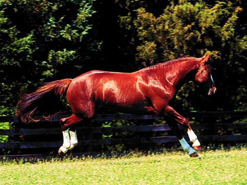 Chestnut Horse (Equus caballus) {!--말-->; DISPLAY FULL IMAGE.