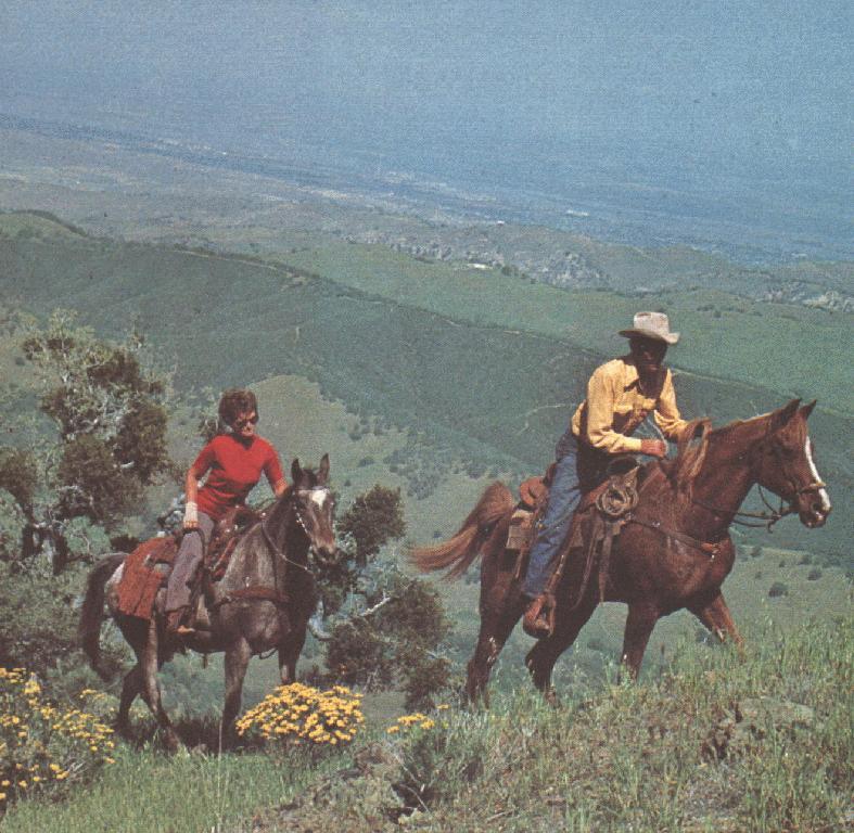 Horses (Equus caballus) {!--말-->; DISPLAY FULL IMAGE.