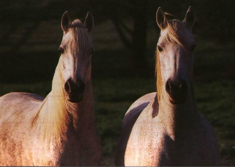 Horses (Equus caballus) {!--말-->; DISPLAY FULL IMAGE.