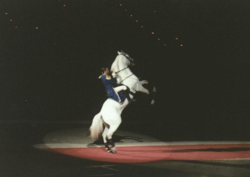 Horse breed - Lipizzan (Equus caballus) {!--말::리피차너 품종-->; DISPLAY FULL IMAGE.