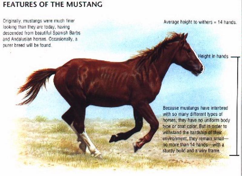 Horse breed - Mustang (Equus caballus) {!--말::무스탕 품종-->; DISPLAY FULL IMAGE.