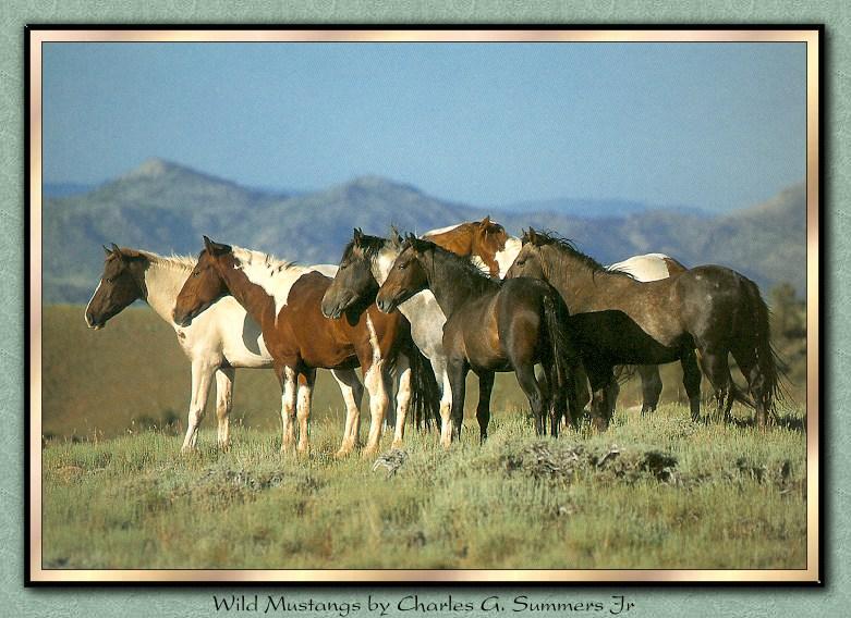 Horse breed - Mustang (Equus caballus) {!--말::무스탕 품종-->; DISPLAY FULL IMAGE.